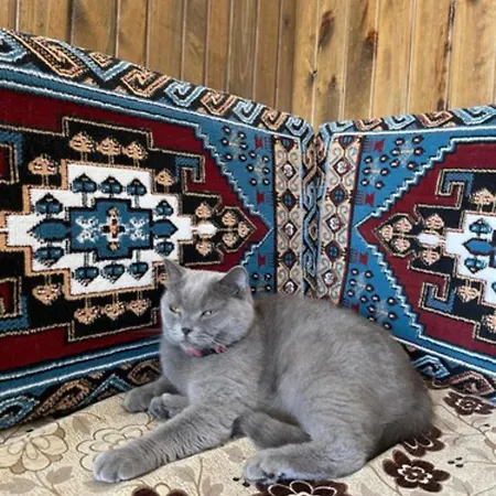 فندق Avlu Cave House *